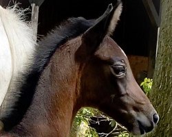 Pferd Nikita de Reve ZD (Holsteiner, 2021, von Nabab de Rêve)