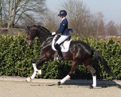 stallion Romantic Prinz OLD (Oldenburg, 2016, from Rock Forever NRW)