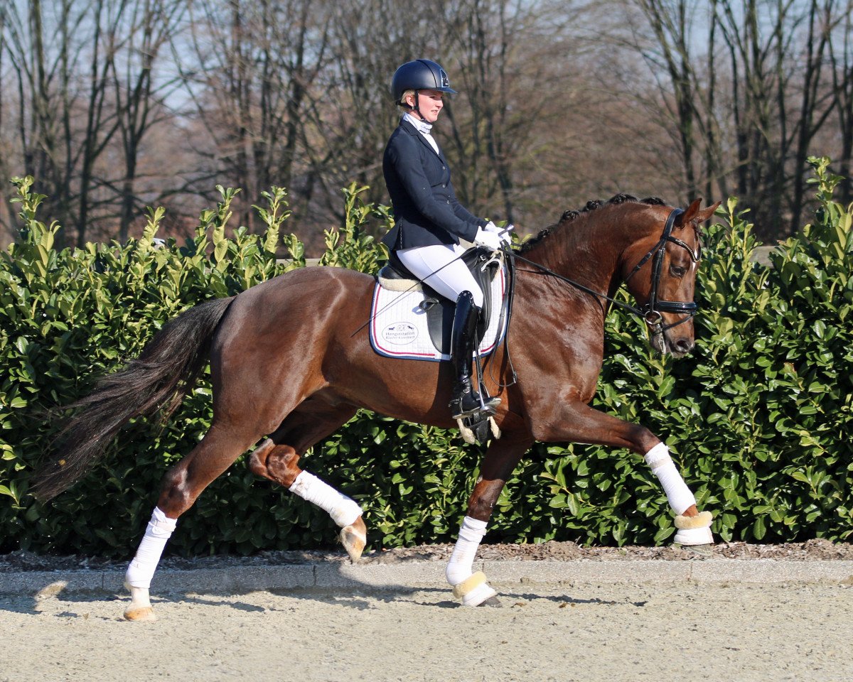 stallion Quicksilver (Oldenburg, 2016, from Quantensprung 3)