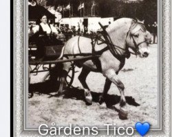 stallion Gårdens Tico (Fjord Horse, 1991, from Knast Halsnæs)