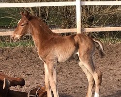 jumper Quaramba Especial (Westphalian, 2019, from Quabri de l'Isle)