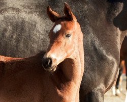 jumper Chacky (Hanoverian, 2021, from Chacfly PS)