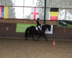 dressage horse J'adore Jade (Friese, 2003, from Tonis)