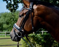 dressage horse Fürst Finesse (Hanoverian, 2015, from Fürstenball)