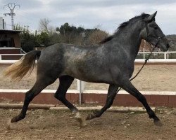 horse Dogo am (Pura Raza Espanola (PRE),  )