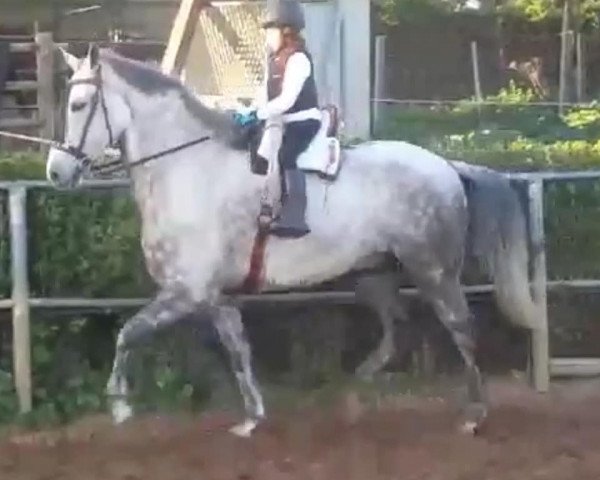 Pferd CACIQUE (Cruzado, 2012)