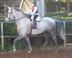 horse Cacique (Cruzado, 2012)