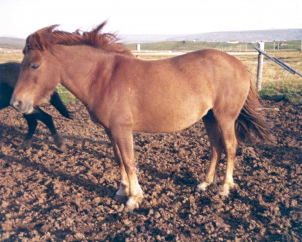 broodmare Glóð frá Hvítárholti (Iceland Horse, 1959, from Blesi frá Selfossi)