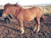 broodmare Glóð frá Hvítárholti (Iceland Horse, 1959, from Blesi frá Selfossi)