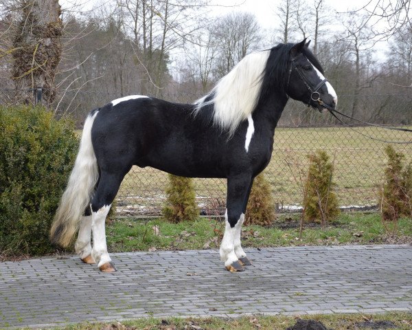 Pferd Krep (Polnisches Kaltblut, 2015)