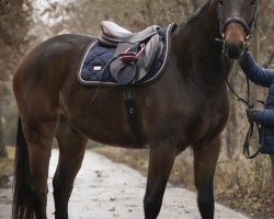 jumper Ohio Star (German Sport Horse, 2017, from Orlando van de Heffinck)