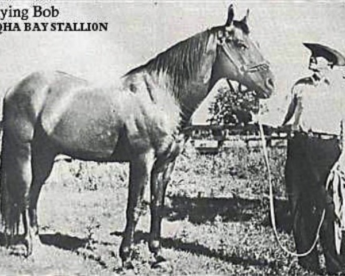 stallion Flying Bob (Quarter Horse, 1929, from Chicaro xx)