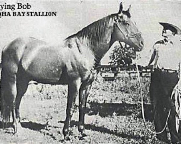 Deckhengst Flying Bob (Quarter Horse, 1929, von Chicaro xx)