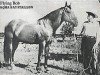 stallion Flying Bob (Quarter Horse, 1929, from Chicaro xx)