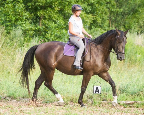 broodmare Fleur de Lis (Austrian Warmblood, 2010, from Rustin)