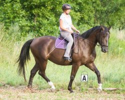 Zuchtstute Fleur de Lis (Österreichisches Warmblut, 2010, von Rustin)