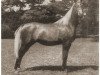 broodmare Star Of Egypt ox (Arabian thoroughbred, 1947, from Raffles ox)