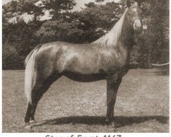 broodmare Star Of Egypt ox (Arabian thoroughbred, 1947, from Raffles ox)