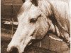 broodmare Rafina ox (Arabian thoroughbred, 1939, from Raffles ox)