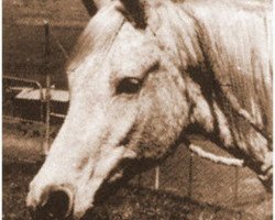 broodmare Rafina ox (Arabian thoroughbred, 1939, from Raffles ox)