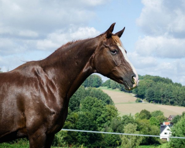 broodmare Waihawai (Hanoverian, 2006, from Weltmeyer)