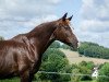 broodmare Waihawai (Hanoverian, 2006, from Weltmeyer)