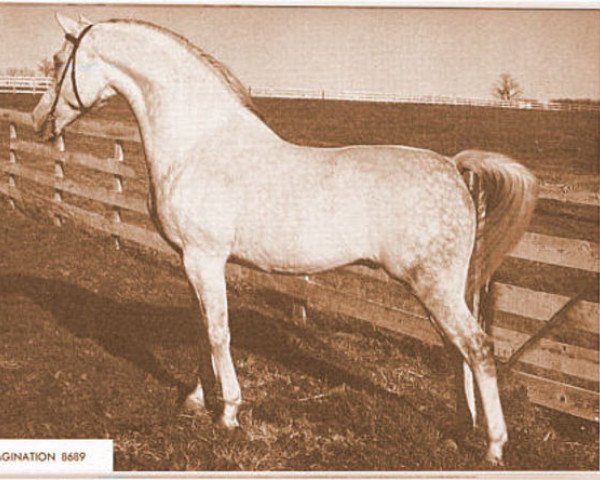 stallion Imagination ox (Arabian thoroughbred, 1953, from Image 1933 ox)