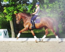 dressage horse Juana (Westphalian,  , from Glock's Johnson Tn)