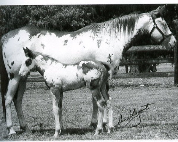 broodmare C-Note's Rosalita (Paint Horse, 1970, from C-Note)