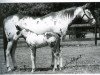 broodmare C-Note's Rosalita (Paint Horse, 1970, from C-Note)