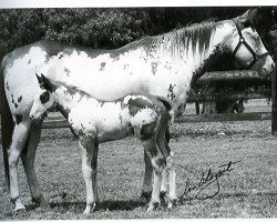 Zuchtstute C-Note's Rosalita (Paint Horse, 1970, von C-Note)