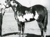 Deckhengst C-Note (Paint Horse, 1965, von Mister J Bar)