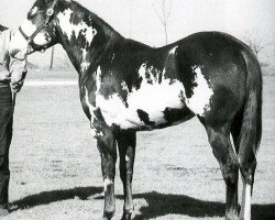 Deckhengst C-Note (Paint Horse, 1965, von Mister J Bar)