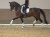 dressage horse Riveljano (Oldenburg, 2011, from Rosengold)