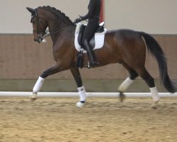 dressage horse Riveljano (Oldenburg, 2011, from Rosengold)