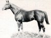 stallion Jetalong xx (Thoroughbred, 1962, from Jet Colonel xx)