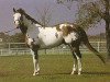 stallion Jetalito (Paint Horse, 1977, from Jetalong xx)