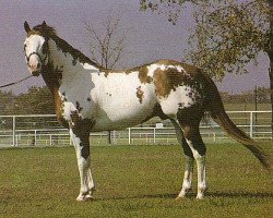 stallion Jetalito (Paint Horse, 1977, from Jetalong xx)