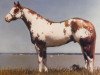 Deckhengst Scenic Jetalito (Paint Horse, 1981, von Jetalito)