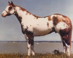 stallion Scenic Jetalito (Paint Horse, 1981, from Jetalito)