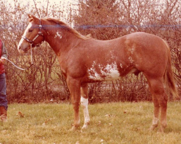 Deckhengst Triple Skip (Paint Horse, 1973, von Brujo)