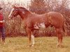 stallion Triple Skip (Paint Horse, 1973, from Brujo)