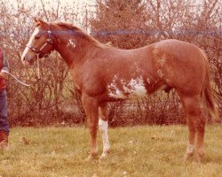 stallion Triple Skip (Paint Horse, 1973, from Brujo)