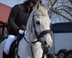 dressage horse Larino (Saxony-Anhaltiner, 2002, from Lad)