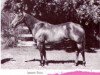 Zuchtstute Jameen Tivio (Quarter Horse, 1956, von Poco Tivio)