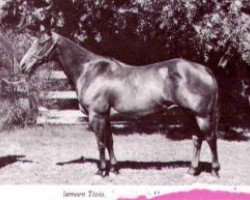 broodmare Jameen Tivio (Quarter Horse, 1956, from Poco Tivio)