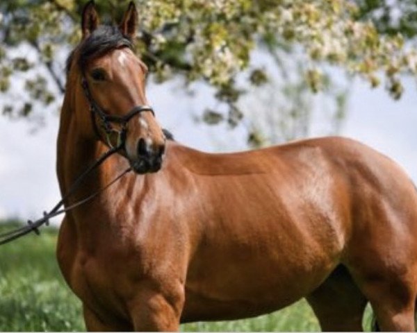 Springpferd Kec Gracie Lou (Irish Sport Horse, 2011, von Obos Quality)