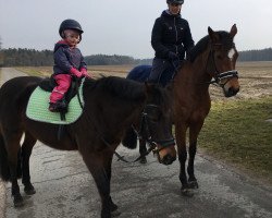 broodmare Bambaluna (German Riding Pony, 1996, from Caliostro)