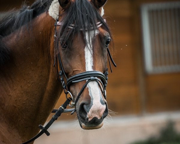 Pferd Haga (Polnisches Warmblut, 2010, von Forester-S)