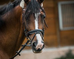 horse Haga (Polish Warmblood, 2010, from Forester-S)